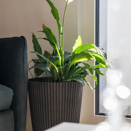 Vibes By Belmont Realty Zára